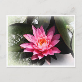 Postal Flor Lotus, reflejo del agua/naturaleza Asia