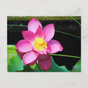 Postal Flor Lotus rosa caliente