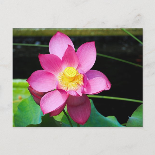 Postal Flor Lotus rosa caliente (Anverso)