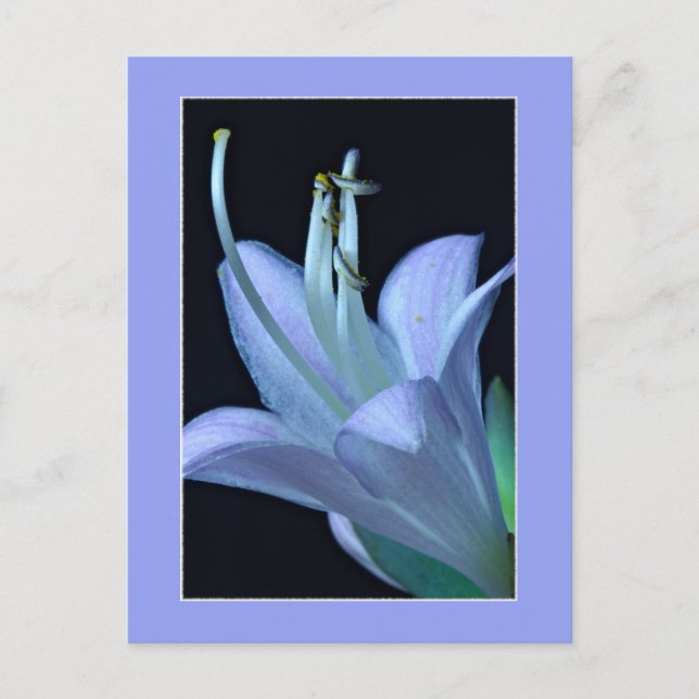 Postal Flor Macro Hosta Elegante y Chic para Todas las Oc (Anverso)