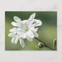 Flor magnolia blanca