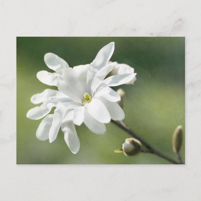 Postal Flor magnolia blanca (Anverso)