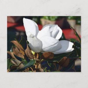 Postal Flor magnolia blanca