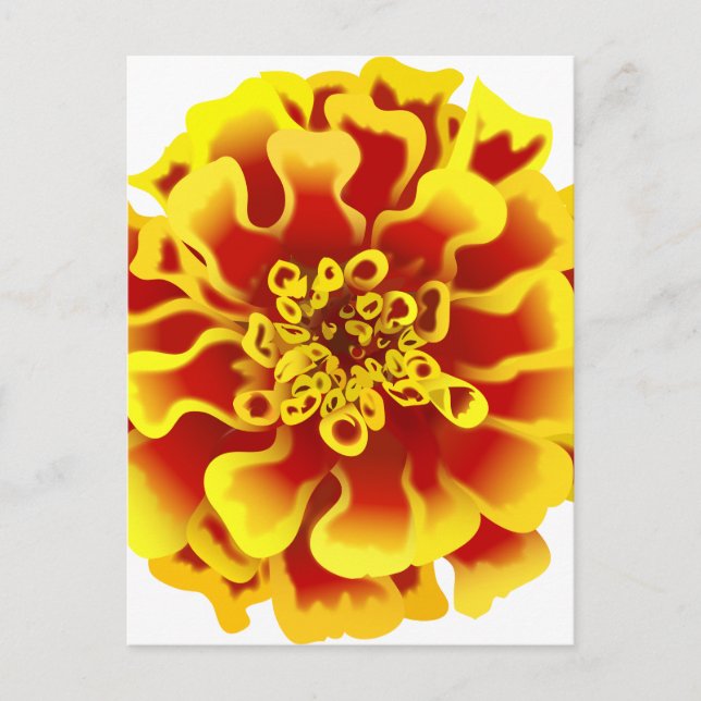 Postal Flor Marigold (Anverso)