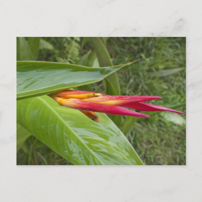 Postal Flor, Maui, Hawaii, Estados Unidos 2 (Anverso)
