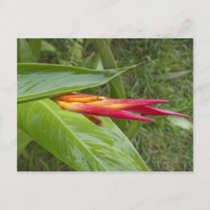 Postal Flor, Maui, Hawaii, Estados Unidos 2