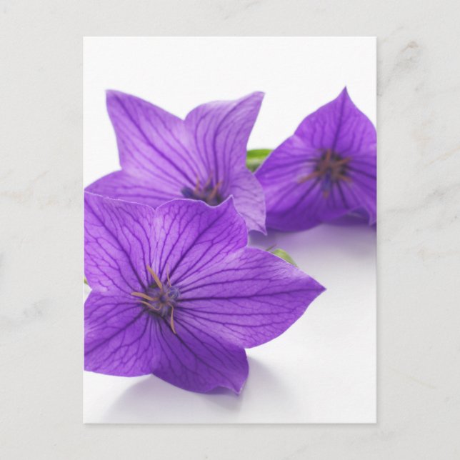 Postal flor morada (Anverso)