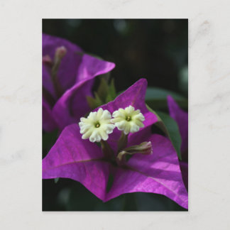 Postal Flor morada