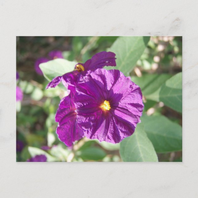 Postal Flor morada (Anverso)