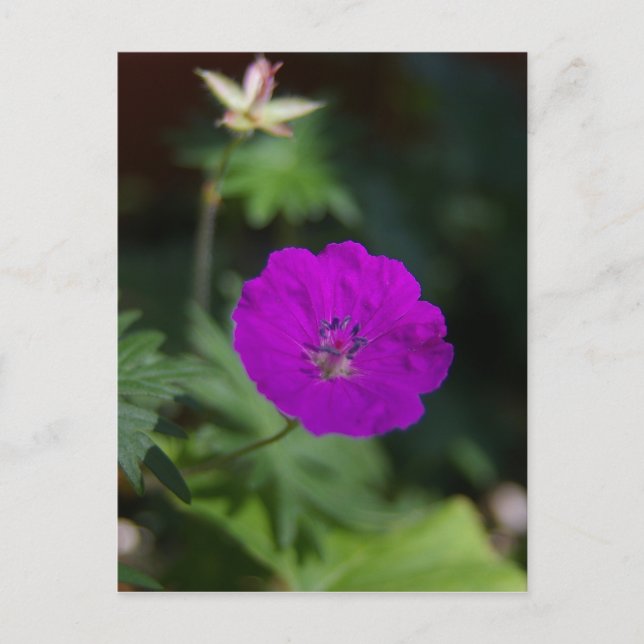Postal Flor morada (Anverso)