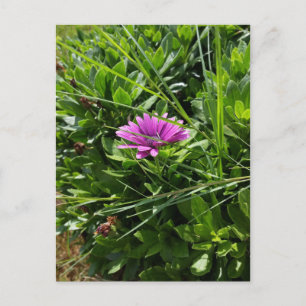 Postal Flor morada