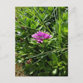 Postal Flor morada