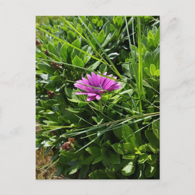 Postal Flor morada (Anverso)