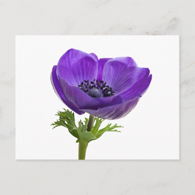 Postal Flor morada anémona (Anverso)