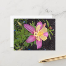 Flor morada de Alaska