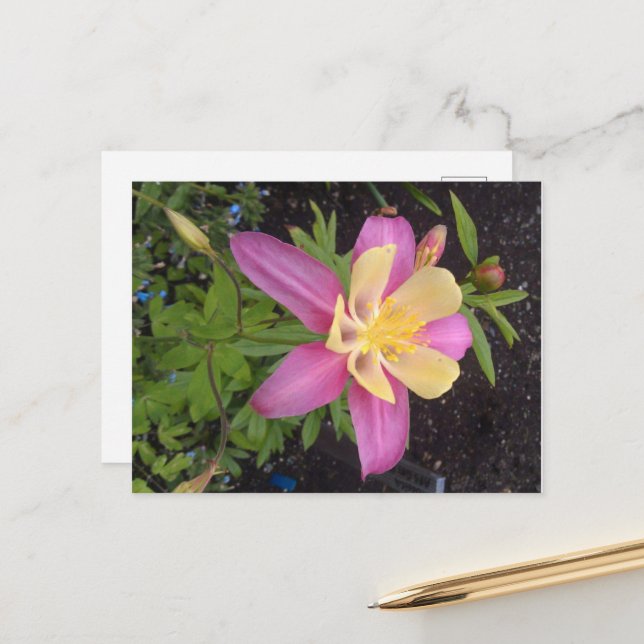 Postal Flor morada de Alaska (Anverso/Reverso In Situ)