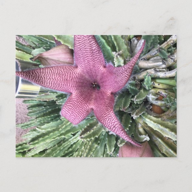 Postal Flor morada de cactus (Anverso)