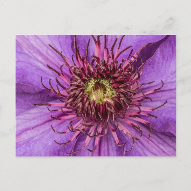 Postal Flor morada de clematis (Anverso)