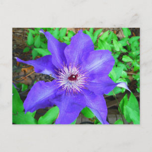 Postal Flor morada de clematis