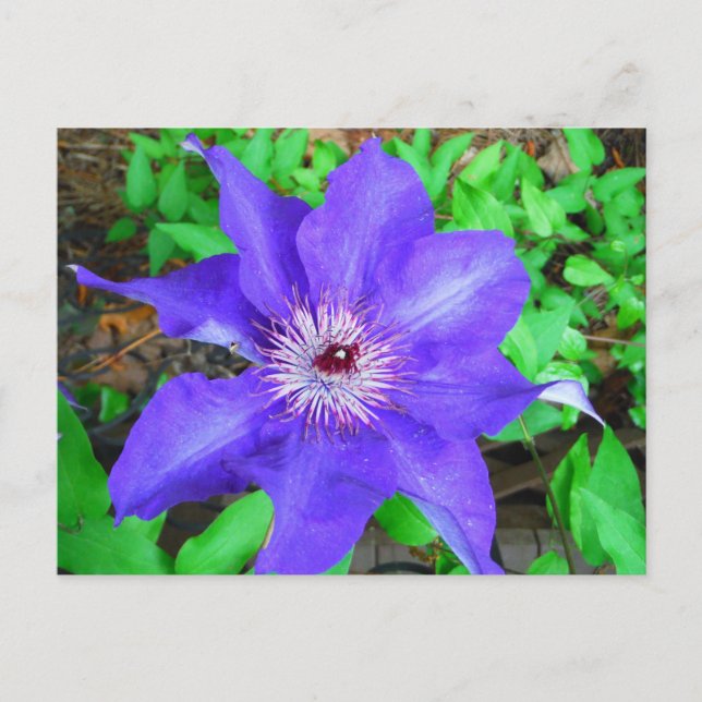 Postal Flor morada de clematis (Anverso)
