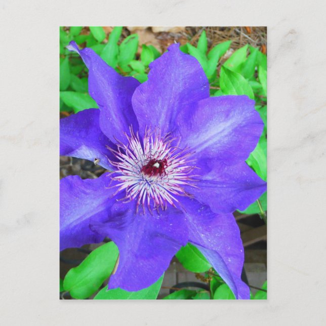 Postal Flor morada de clematis (Anverso)