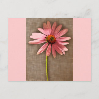 Postal Flor morada de cono Echinacea purpurea
