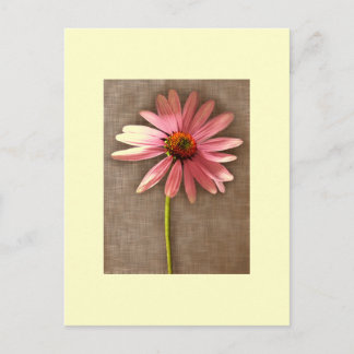 Postal Flor morada de cono Echinacea purpurea