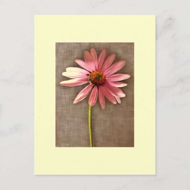 Postal Flor morada de cono Echinacea purpurea (Anverso)