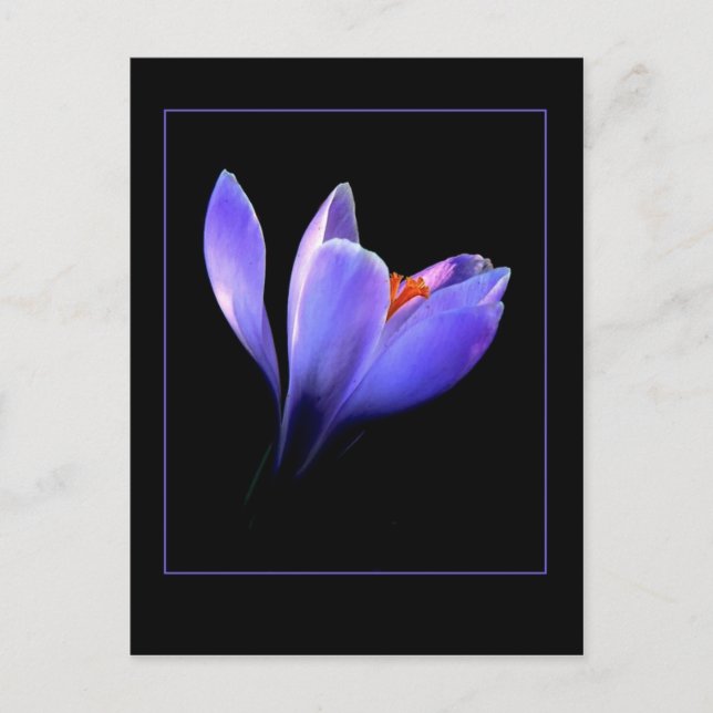 Postal Flor morada de CROCUS (Anverso)