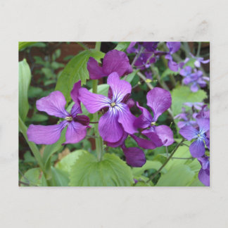 Postal Flor morada de honestidad