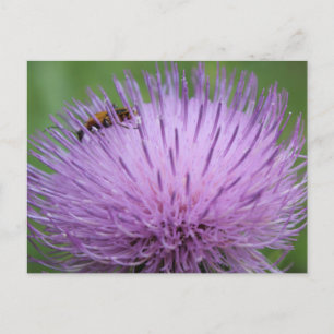 Postal Flor morada e insecto