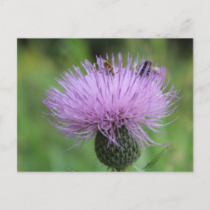 Postal Flor morada e insectos #2