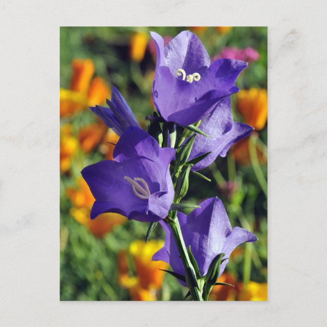 Postal Flor morada harebell (Anverso)