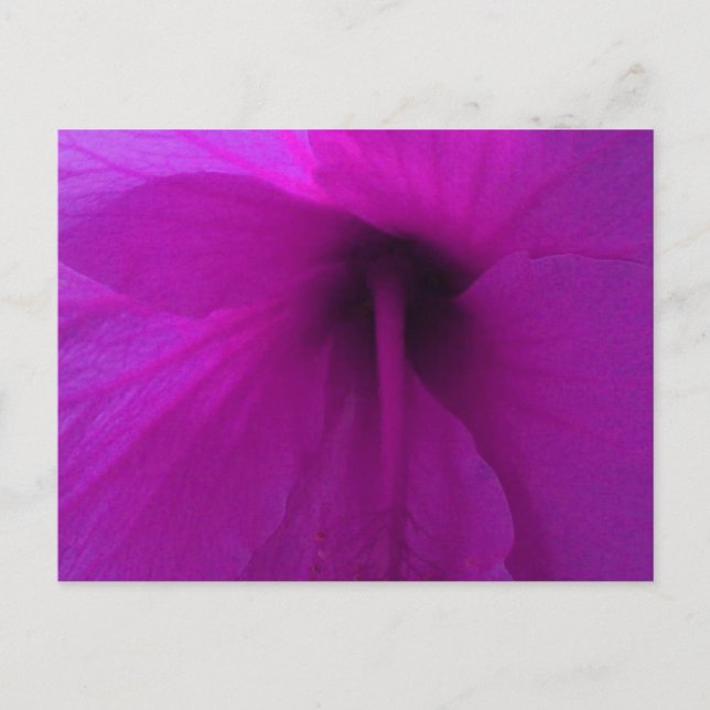 Postal Flor morada hibiscus (Anverso)