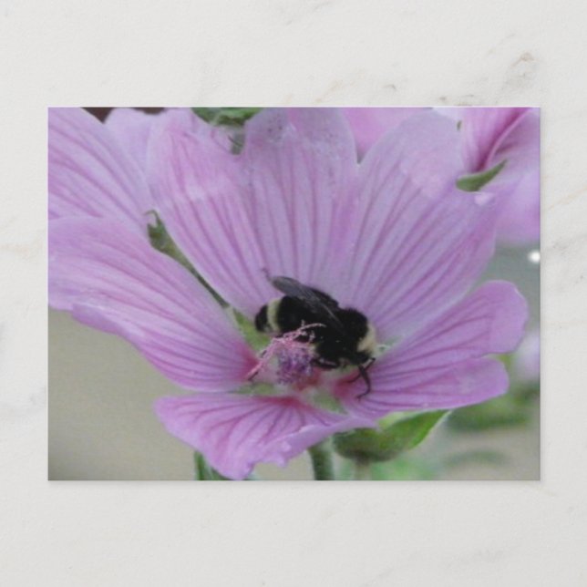 Postal Flor morada ligera con abeja (Anverso)