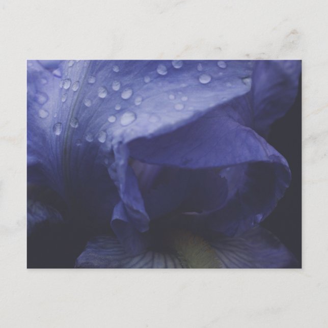 Postal Flor morada Rosa (Anverso)