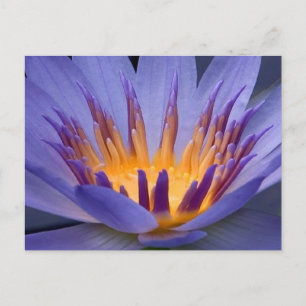 Postal Flor morada y dorada