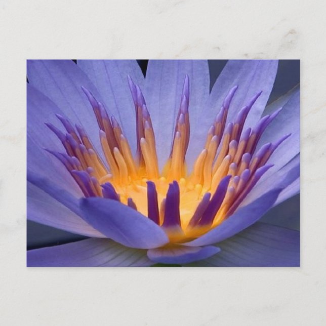 Postal Flor morada y dorada (Anverso)
