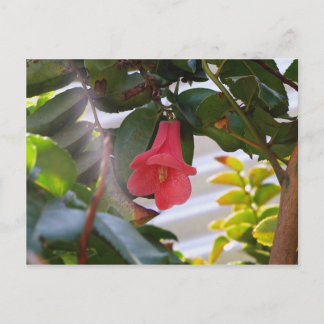 Postal Flor nacional de Chile