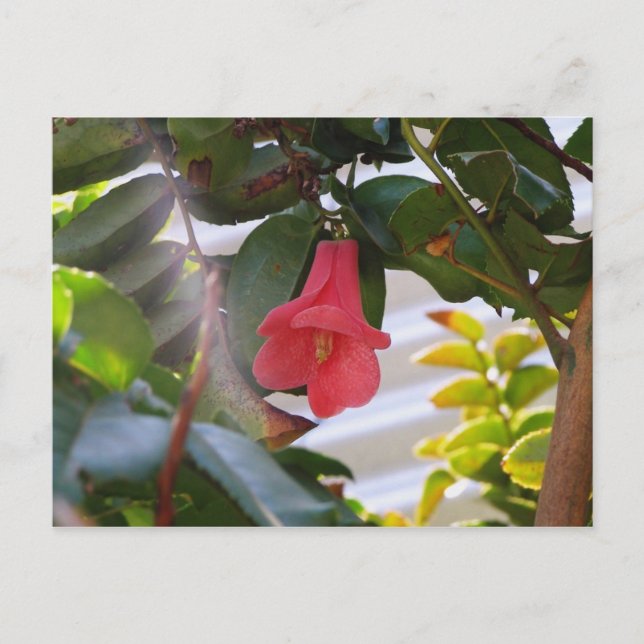 Postal Flor nacional de Chile (Anverso)