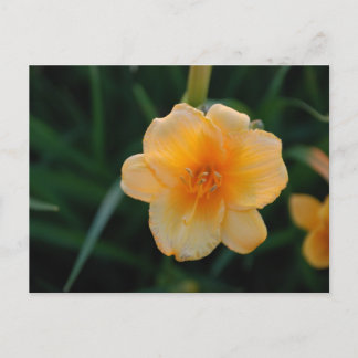 Postal Flor naranja