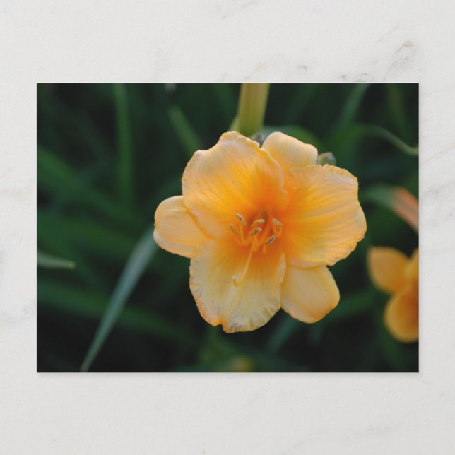 Postal Flor naranja (Anverso)