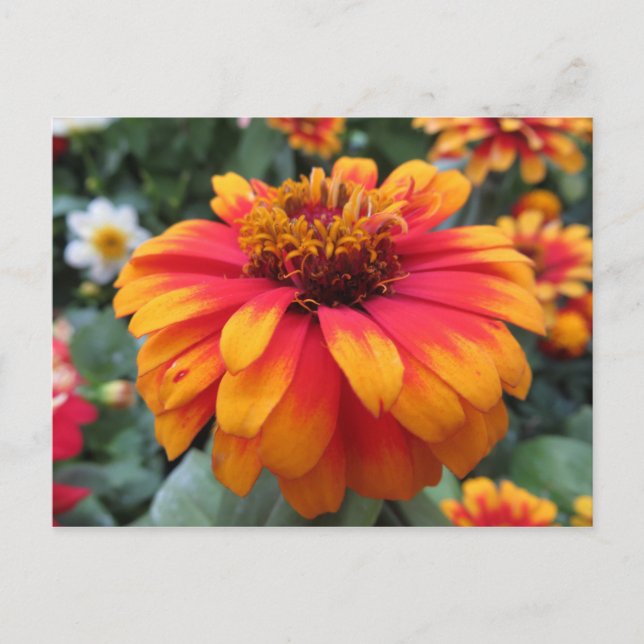 Postal Flor naranja (Anverso)
