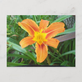 Postal Flor naranja