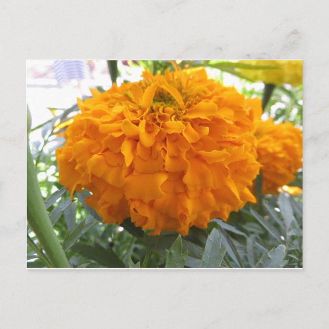 Postal Flor naranja (Anverso)