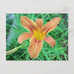 Postal Flor naranja 2