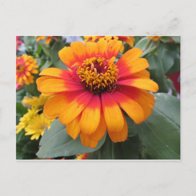 Postal Flor Naranja amarilla (Anverso)