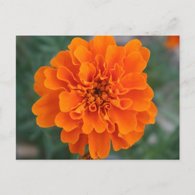 Postal Flor Naranja brillante (Anverso)