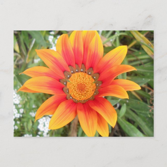 Postal Flor naranja brillante única (Anverso)