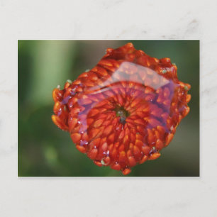 Postal Flor naranja con piscina